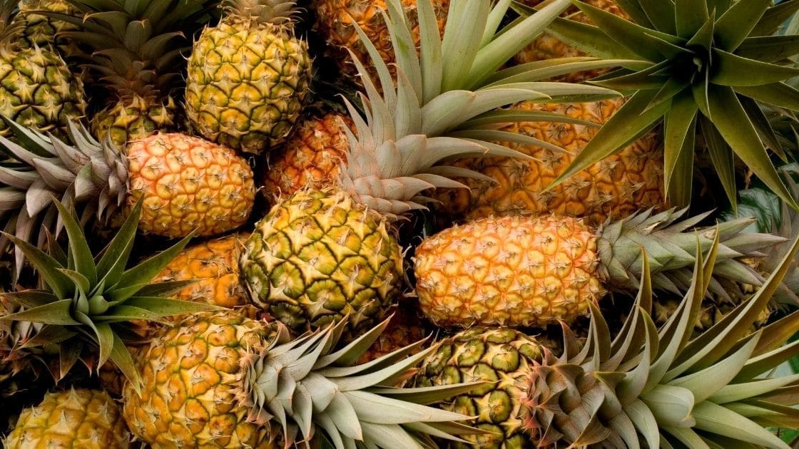 pinatex fabric made from pineapple